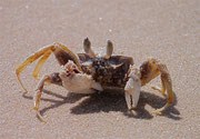 Crab on beach at Mui Ne, Vietnam