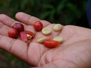 Ruiz Coffee Plantation - Boquete, Panama