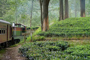 train journey from Kandy to Nuwara Eliya passing through the hillside country, including many tea plantations