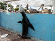 Sea lion and Pelicans vying for the fisherman's scraps at Pelican Bay, Isla Santa Cruz, Galapagos Islands
