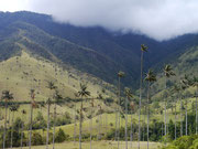Valle de Cocora near Salento, Colombia