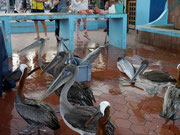 Pelicans vying for the fisherman's scraps at Pelican Bay, Isla Santa Cruz, Galapagos Islands
