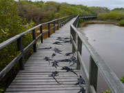 more iguanas - Isla Isabela, Galapagos Islands