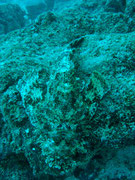 Stone Fish - Diving at Seymour, Santa Cruz, Galapagos Islands