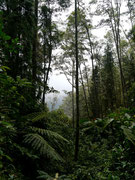 Valle de Cocora near Salento, Colombia