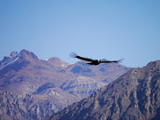 Condor country - the most amazing bird in the world!