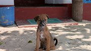 4 week old puppy from a litter at the place we were staying in Mirissa