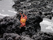 Crab at Los Tintoreras, Isla Isabela, Galapagos Islands
