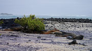 Los Tintoreras, Isla Isabela, Galapagos Islands