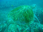 Tortuga - Diving at Seymour, Santa Cruz, Galapagos Islands