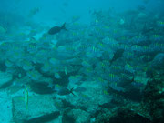 Diving at Seymour, Santa Cruz, Galapagos Islands