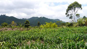 Coffee tour in Salento, Colombia