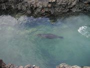 Sea lion in Los Tintoreras, Isla Isabela, Galapagos Islands