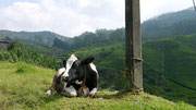 Cow on the side of the road next to a cliff...calm as can be!!!