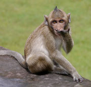 Monkey business at Angkor Wat
