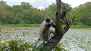 Wildlife was a plenty in Anuradhapura. Monkeys, cows, birds, snakes...