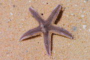 Star fish at Mui Ne Beach, Vietnam