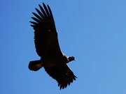 Condor country - the most amazing bird in the world!