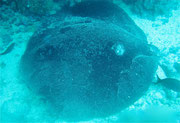 Stingray - Diving at Seymour, Santa Cruz, Galapagos Islands