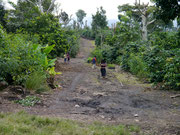 Ruiz Coffee Plantation - Boquete, Panama