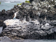 Los Tintoreras, Isla Isabela, Galapagos Islands