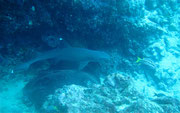 Shark and Stingray - Diving at Seymour, Santa Cruz, Galapagos Islands