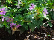 Nahaufnahme einer Ackerhummel beim Nektartrinken aus den rosa Scheinmyrthen-/Köcherblumen-Blüten vor sattgrünen, schmalen Blättern im Sommersonnenschein. Bild K.D. Michaelis