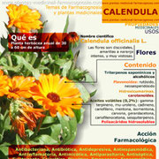 Calendula propiedades