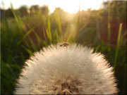 Ein Platz an der Sonne