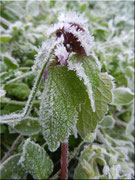 Der erste Frost 3