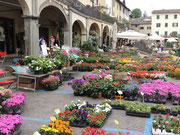 Blumenmarkt in Greve