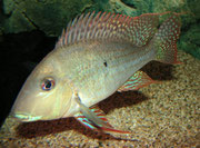 Männchen von Geophagus altifrons