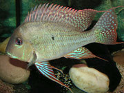 Männchen von Geophagus altifrons