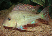 Geophagus altifrons: Männchen