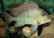 Männchen von Geophagus altifrons