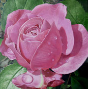 Rose nach dem Regen/ 30x30 cm/ Öl auf Holz/ Juli 2025 (verkauft)