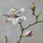 Magnolienast/ 40x40cm/ Öl auf Holz/ April 2025 