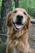 Raza de perro golden retriever