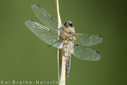 Vierfleck (Libellula quadrimaculata), Juni 2015 MV/GER, Bild 2