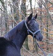 Dame Noire von Damon Hill