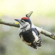 Grote bonte specht