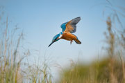 IJsvogel