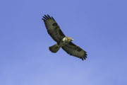 Buizerd