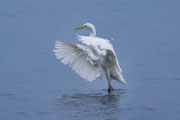 Zilverreiger