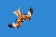 rode wouw