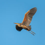 Purperreiger