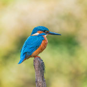 ijsvogel