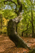 Speulderbos