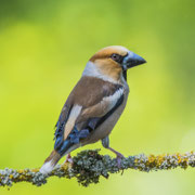 Appelvink