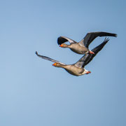 grauwe gans